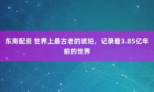 东南配资 世界上最古老的琥珀,记录着3.85亿年前的世界